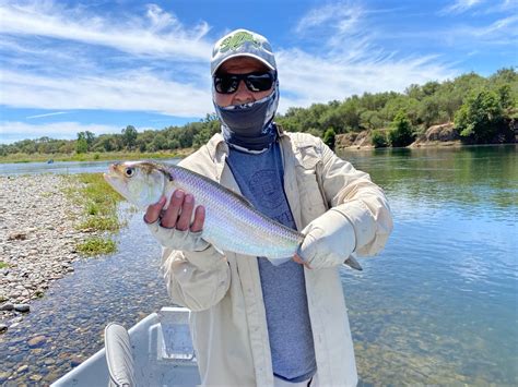 american river fishing report|american river fly fishing report.